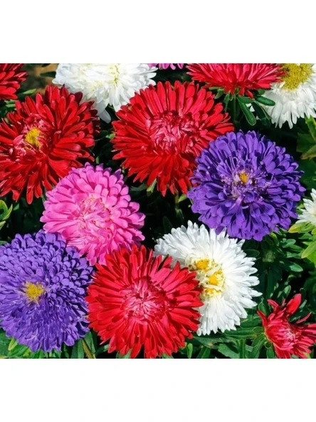 Karışık Renkli Aster Kasımpatı Tohumu - 20 Tohum ürün görseli 1