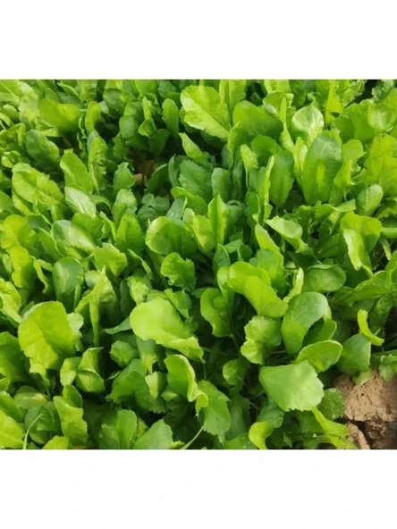 İnce Tere Tohumu - 10 Gram - Resim 2