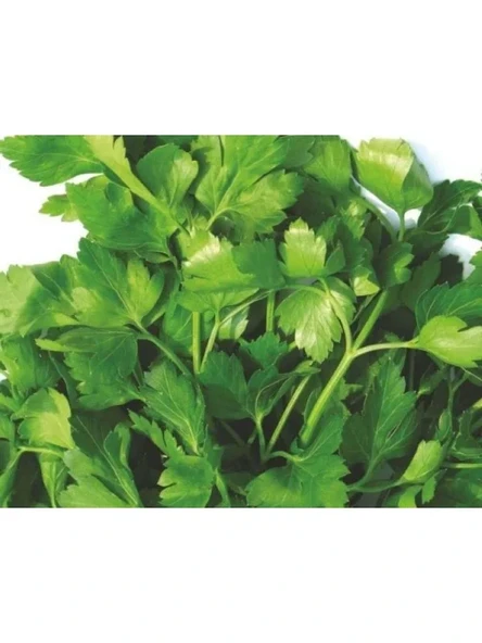 Doğal İri Yaprak Maydanoz Tohumu - 10 Gram ürün görseli 1