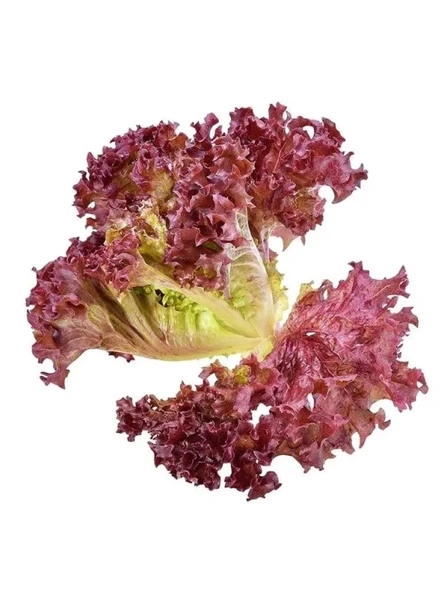 Kırmızı Kıvırcık Marul Tohumu - 5 Gram ürün görseli 1