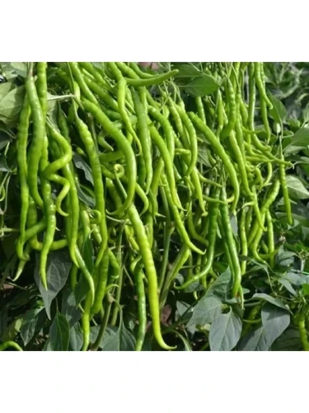Acı Biber Tohumu - 5 Gram - Resim 3
