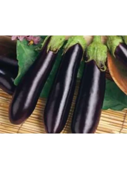Aksel Patlıcan Kemer Tohumu - 10 gr ürün görseli 1