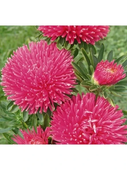 Burgundy Renkli Aster Kasımpatı Tohumu - 20 Adet ürün görseli 1