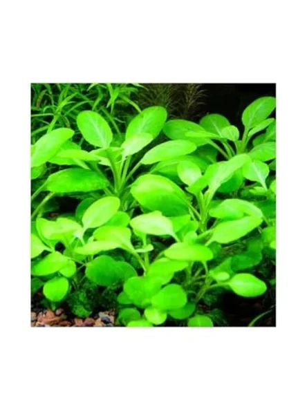 Lobelia Cardinalis Saksı Canlı Bitki - Resim 2