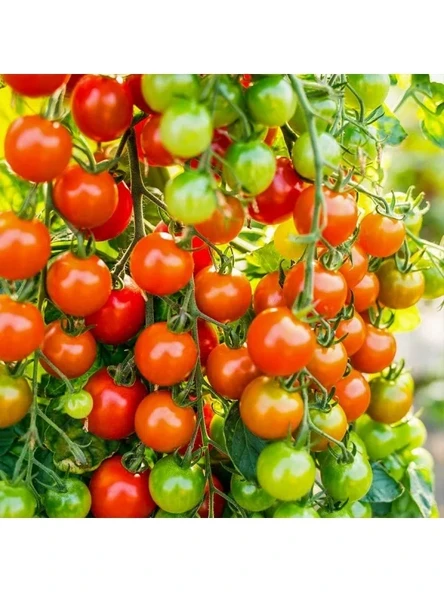 Doğal Cherry Domates Tohumu - Yüksek Verim ürün görseli 1
