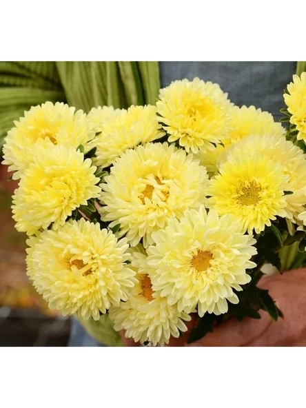 Sarı Aster Kasımpatı Tohumu - 20 Adet - Resim 3
