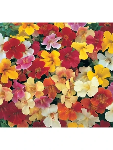 Mimulus Çiçeği Tohumu - Çok Çiçekli Bodur, Karışık Renkli - 15 Adet ürün görseli 1