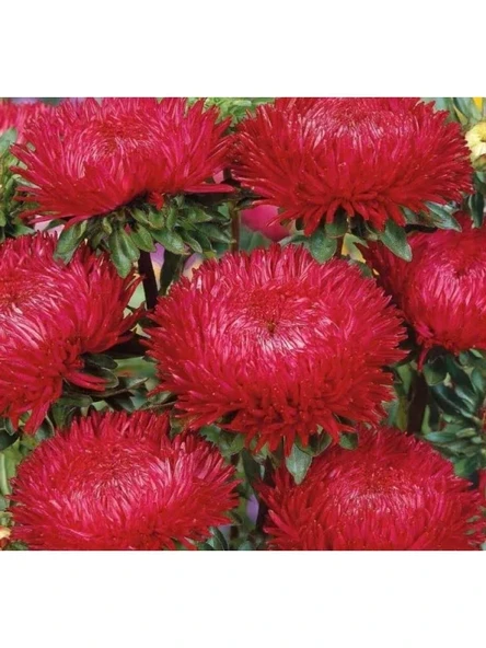 Aster Kasımpatı (Krizantem) Kırmızı Renkli - 20 Tohum ürün görseli 1