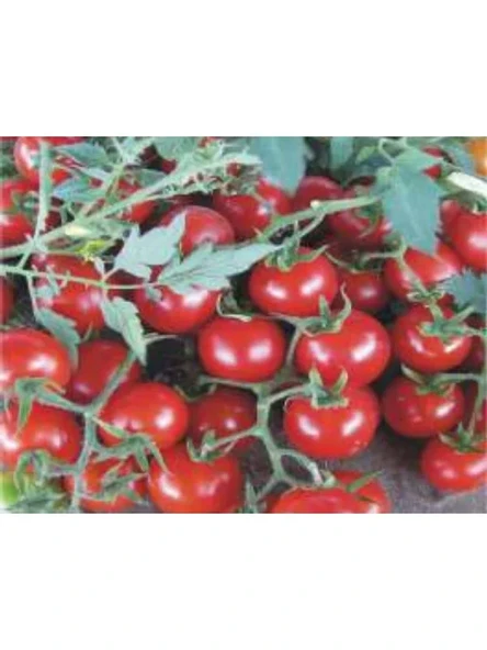 Domates Cherry Tohumu - 100 Adet ürün görseli 1