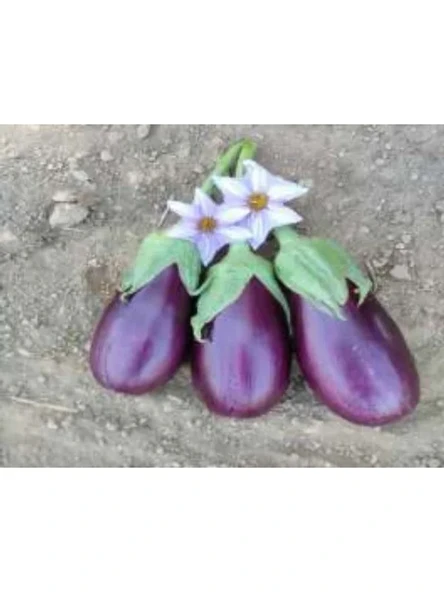 Adana Dolmalık Patlıcan Tohumu - 10 gr ürün görseli 1