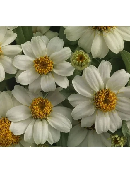 Beyaz Renkli Mini Zinnia Çiçeği Tohumu - 5 Adet ürün görseli 1