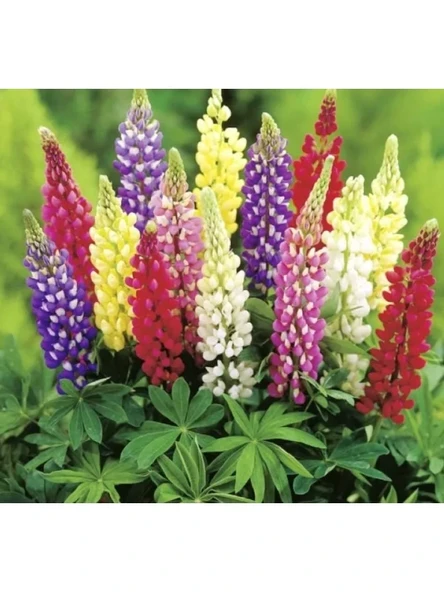 Lupinus Acı Bakla Çiçeği Tohumu - 5 Adet ürün görseli 1