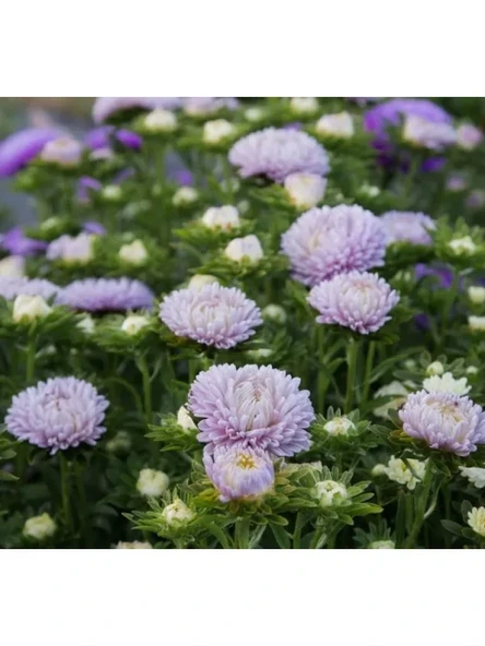 Lavanta Renkli Aster Kasımpatı Tohumu - 20 Tohum ürün görseli 1