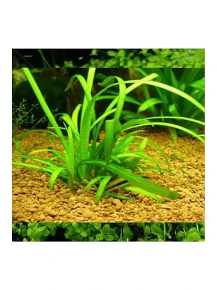Sagittaria Subulata, Saksıda Canlı Bitki, Su Bitkisi ürün görseli 1