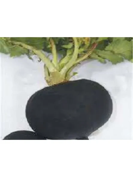Akın Siyah Turp Tohumu - 10 Gram ürün görseli 1