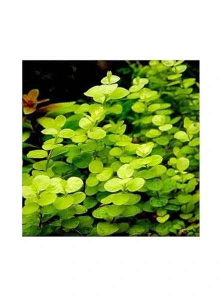 Lysimachia Nummularia Aurea Saksı Canlı Bitki ürün görseli 1