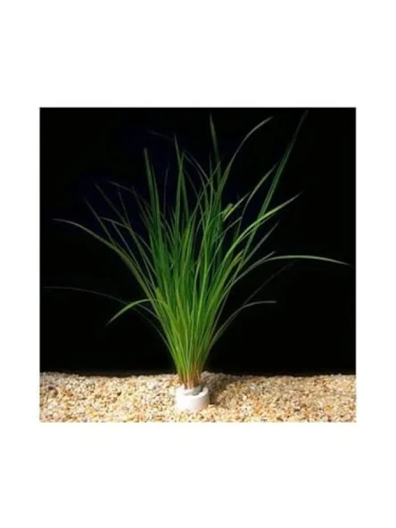 Cyperus Juncus Canlı Bitki Saksısı ürün görseli 1