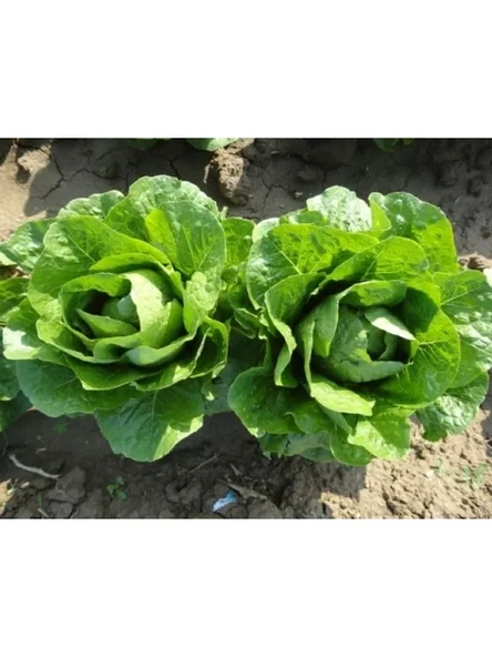 Yedikule Marul Tohumu - 10 Gram ürün görseli 1