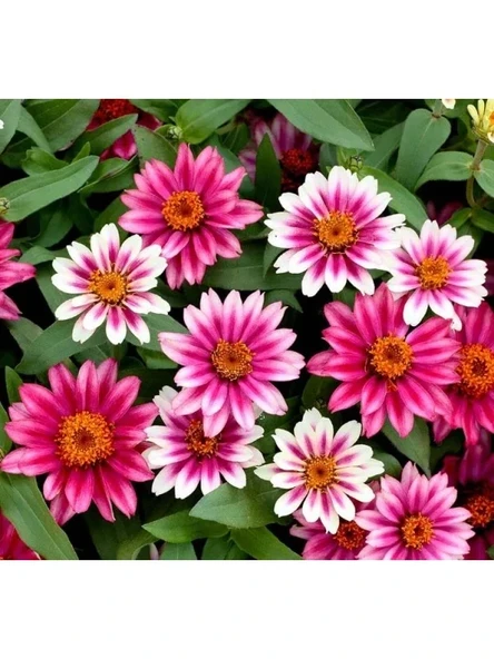 Zinnia Çiçeği Tohumu (Kirli Hanım) - 5 Tohum ürün görseli 1