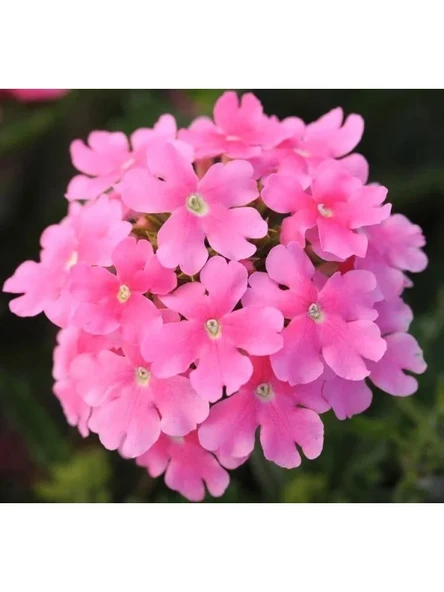 Pembe Mine Çiçeği Tohumu (Sarkan Dallanan) - 10 Adet ürün görseli 1