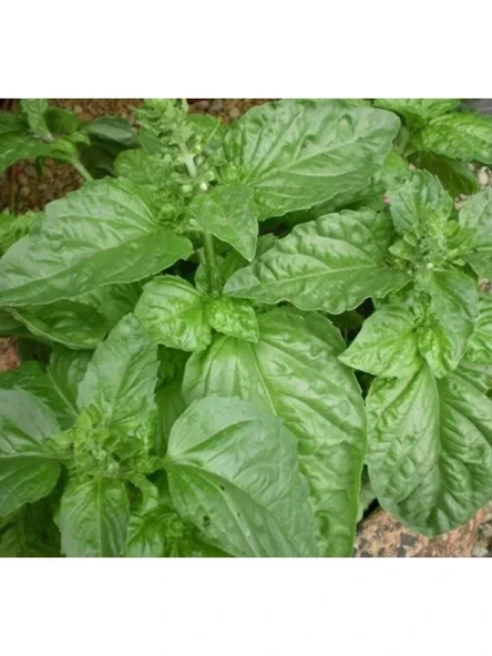 Limon Kokulu Özel Seri Fesleğen Tohumu ürün görseli 1
