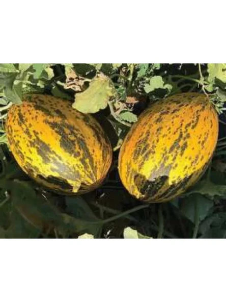 Kırkağaç Kavun Tohumu - 10 gr Paket ürün görseli 1