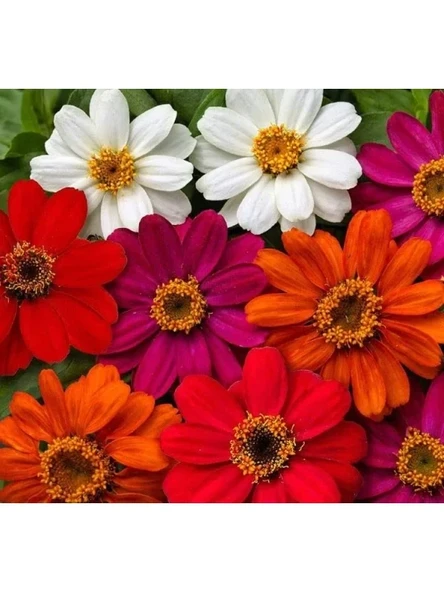 Kirli Hanım Zinnia Tohumu (Mini Çiçekli, Karışık Renkli) - 5 Adet ürün görseli 1