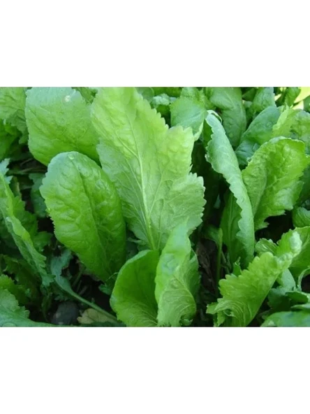 Geniş Yapraklı Doğal Tere Tohumu ürün görseli 1