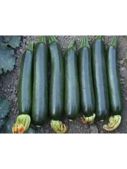 Siyah Kabak Tohumu - 10 Gram - Yüksek Verim ürün görseli 1