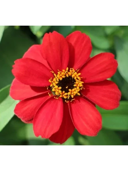 Zinnia Çiçeği Tohumu - Mini Çiçekli, Kirli Hanım, Kırmızı - 5 Adet ürün görseli 1