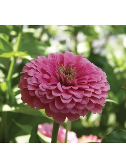 Pembe Zinnia Kirli Hanım Tohumu - Dev Çiçekli, Uzun Boylu - 5 Tohum ürün görseli 1