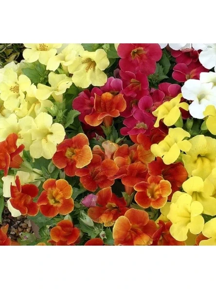 Karışık Mimulus Misk Çiçeği F1 Tohumu - 30 Adet ürün görseli 1