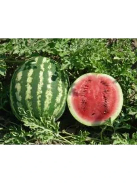 Crimson Sweet Karpuz Tohumu - 10 gr ürün görseli 1