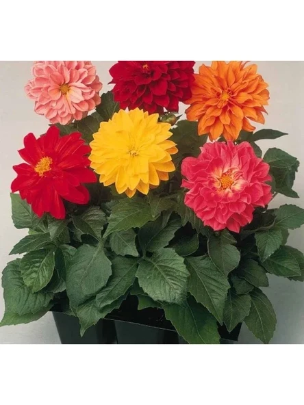 Karışık Renkli Bodur Mini Çiçekli Yıldız Dahlia Tohumu - 5 Tohum ürün görseli 1