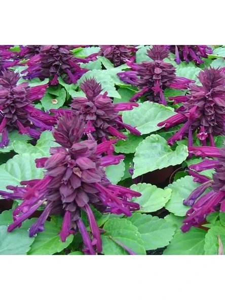 Mor Ateş Çiçeği (Salvia F1) Tohumu - 30 Adet ürün görseli 1