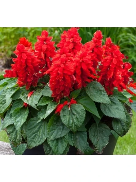 Kırmızı Ateş Çiçeği - Salvia F1 Tohumu - 30 Adet ürün görseli 1