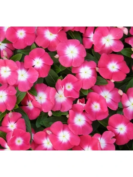 Pembe Beyaz Benekli Rozet Çiçeği Tohumu - 15 Adet ürün görseli 1