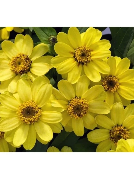 Mini Çiçekli Kirli Hanım Zinnia Tohumu - Sarı Kırmızı Renk - 5 Adet ürün görseli 1