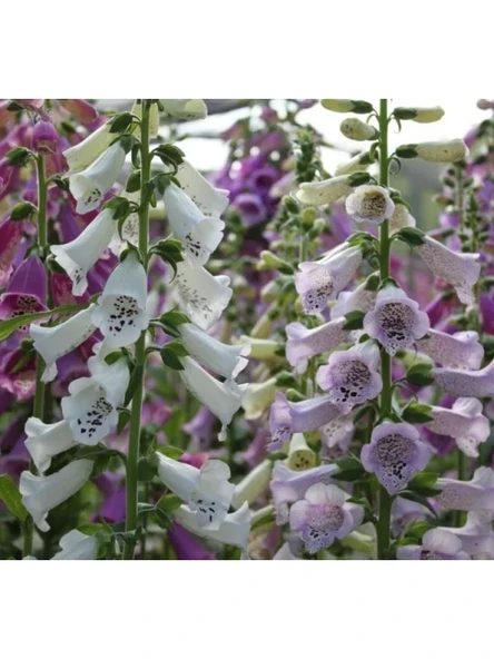 Digitalis Çiçeği Tohumu - Yüksek Kaliteli ürün görseli 1