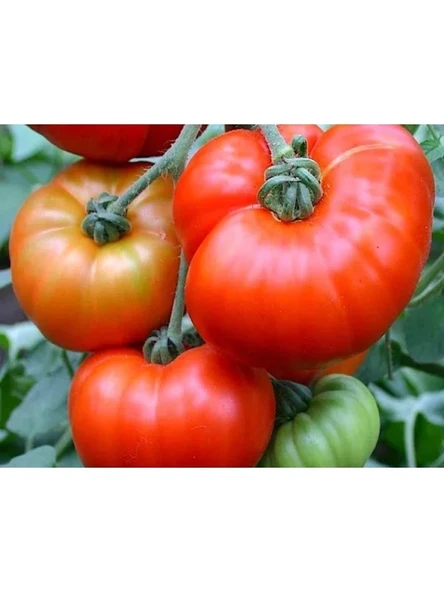 Doğal Marmande Domates Tohumu ürün görseli 1