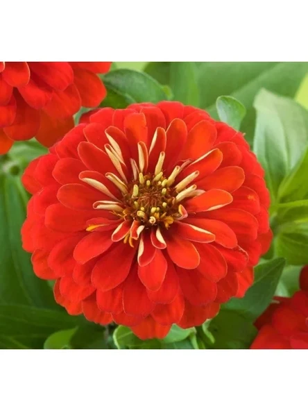 Büyük Geniş Çiçekli Zinnia Tohumu - Kırmızı (5 Tohum) ürün görseli 1