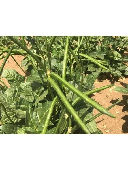 Doğal Börülce Tohumu - 1 Paket ürün görseli 1