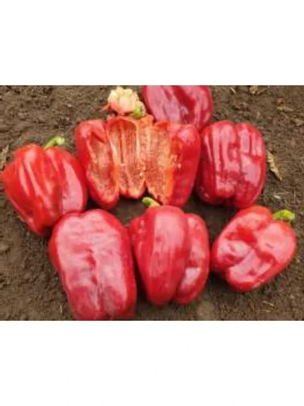 Antep Dolmalık Biber Tohumu - 10 Gram ürün görseli 1