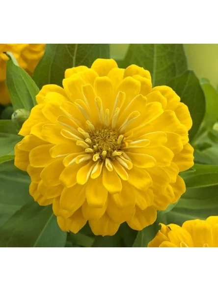 Büyük Geniş Çiçekli Sarı Zinnia Tohum Seti (5 Adet) ürün görseli 1