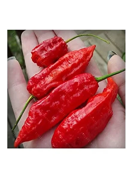 20 Adet Kırmızı Bhut Jolokia Biber Tohumu, Acı Seçim ürün görseli 1