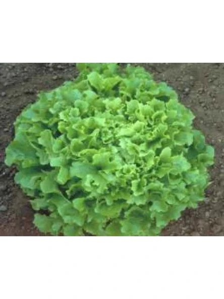 Marul Arapsaçı Tohumu - 10 gr Sağlıklı ve Lezzetli ürün görseli 1
