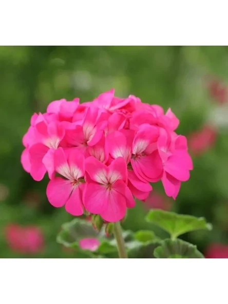 Pembe Renkli Sardunya Tohumu - 5 Tohum ürün görseli 1