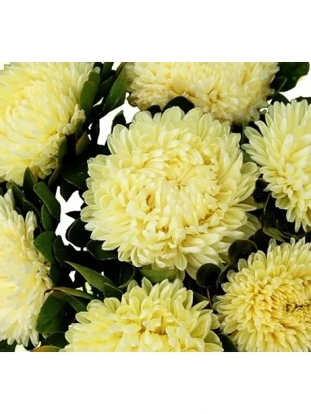 Sarı Aster Kasımpatı Tohumu - 20 Adet - Resim 2