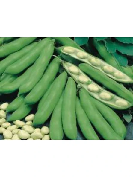 Bakla Tohumu - 10 gr ürün görseli 1