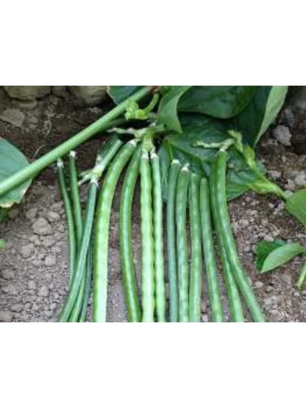 Börülce Tohumu (10 gr) ürün görseli 1